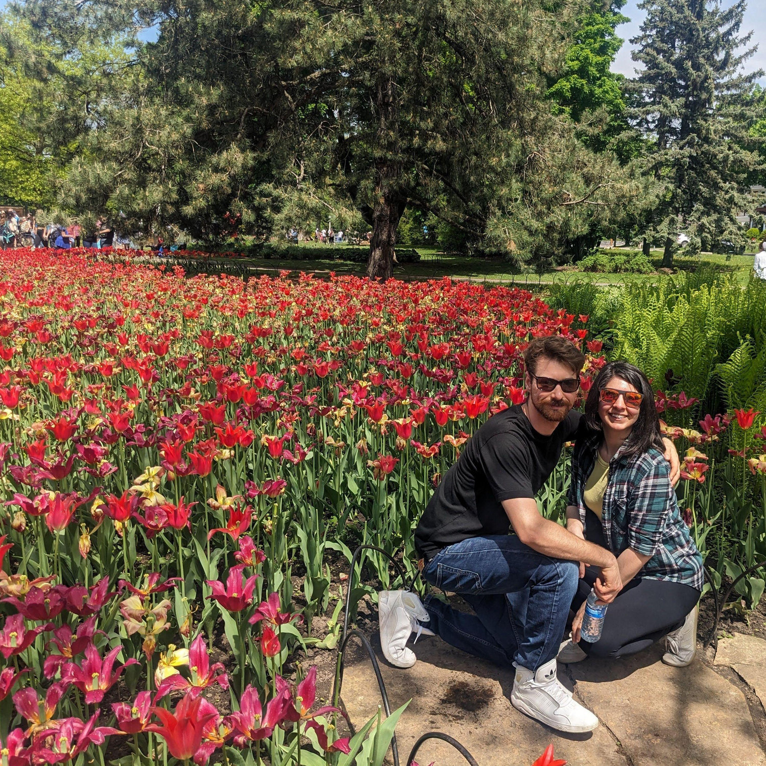 Where love blossoms like tulips, Ottawa