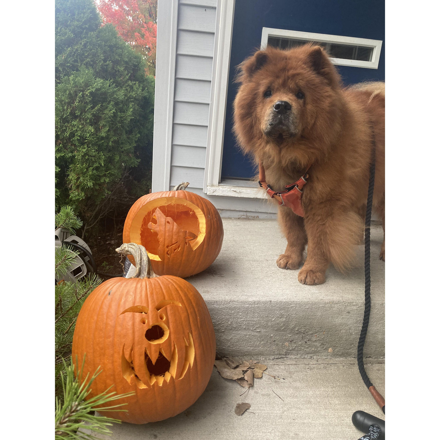 Oscar getting ready for Halloween 2023.