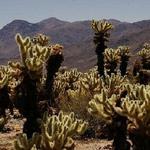 Cholla Cactus Garden