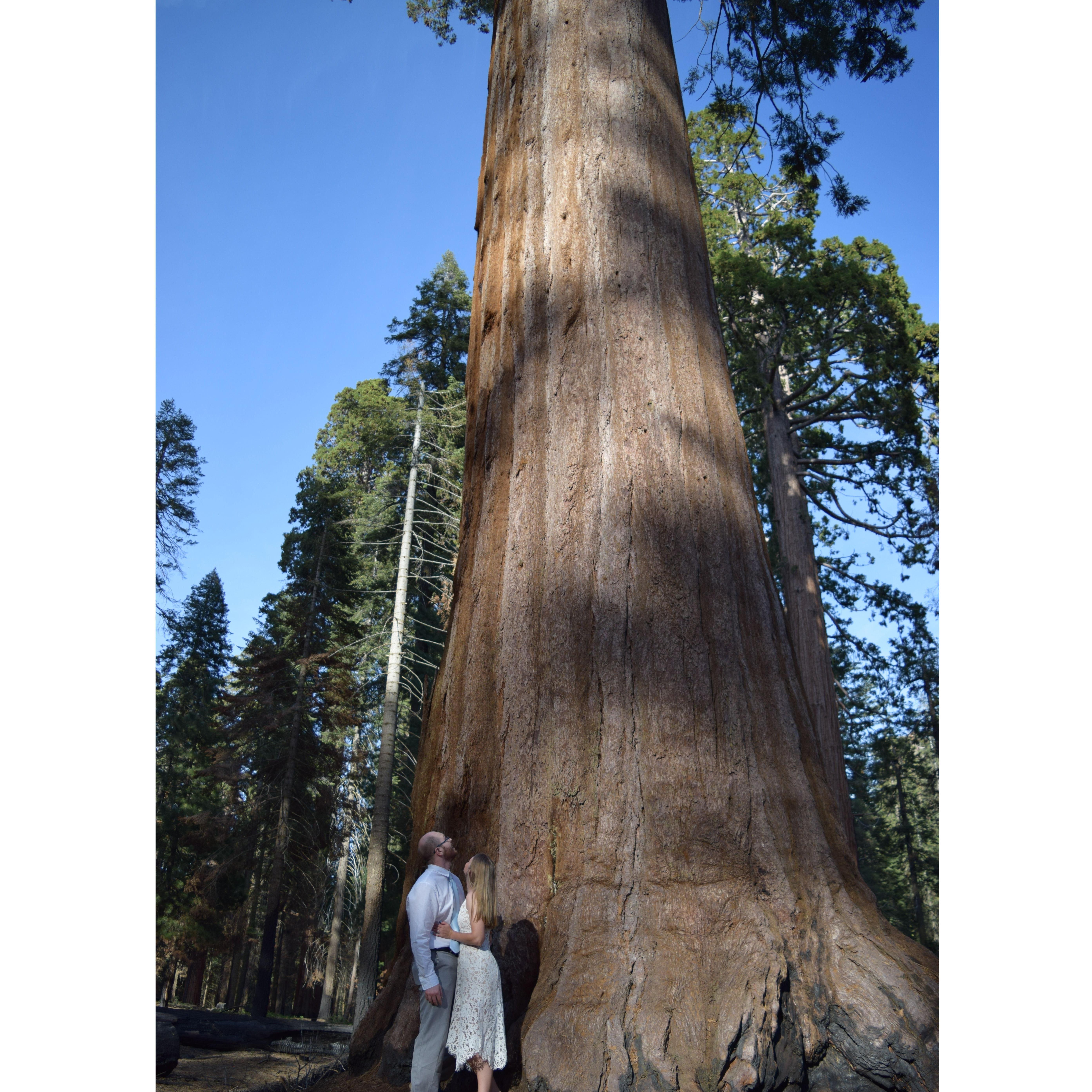 Sequoia National Park