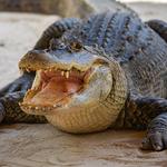 Kliebert & Son’s Gator Tours