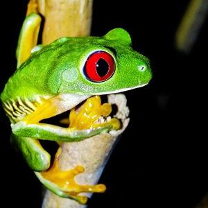 Costa Rica Wildlife Night Tour