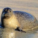 Sea Lion Watching