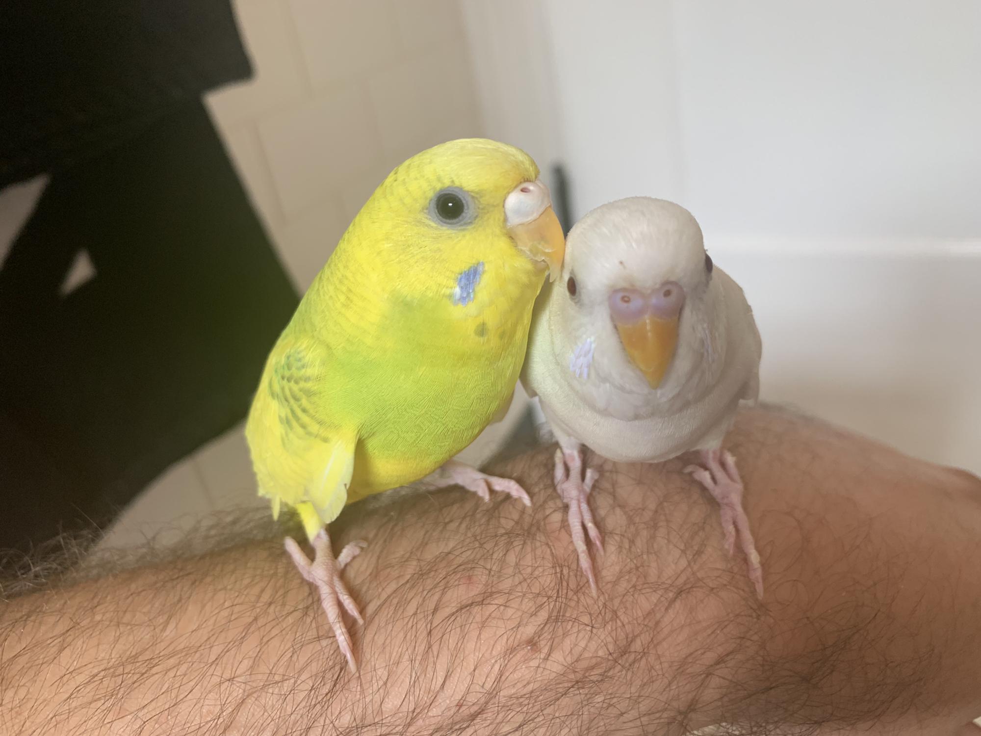 Our feathered babies, Halo and Angel.