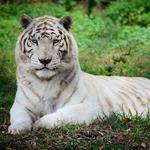 The Catty Shack Ranch Wildlife Sanctuary