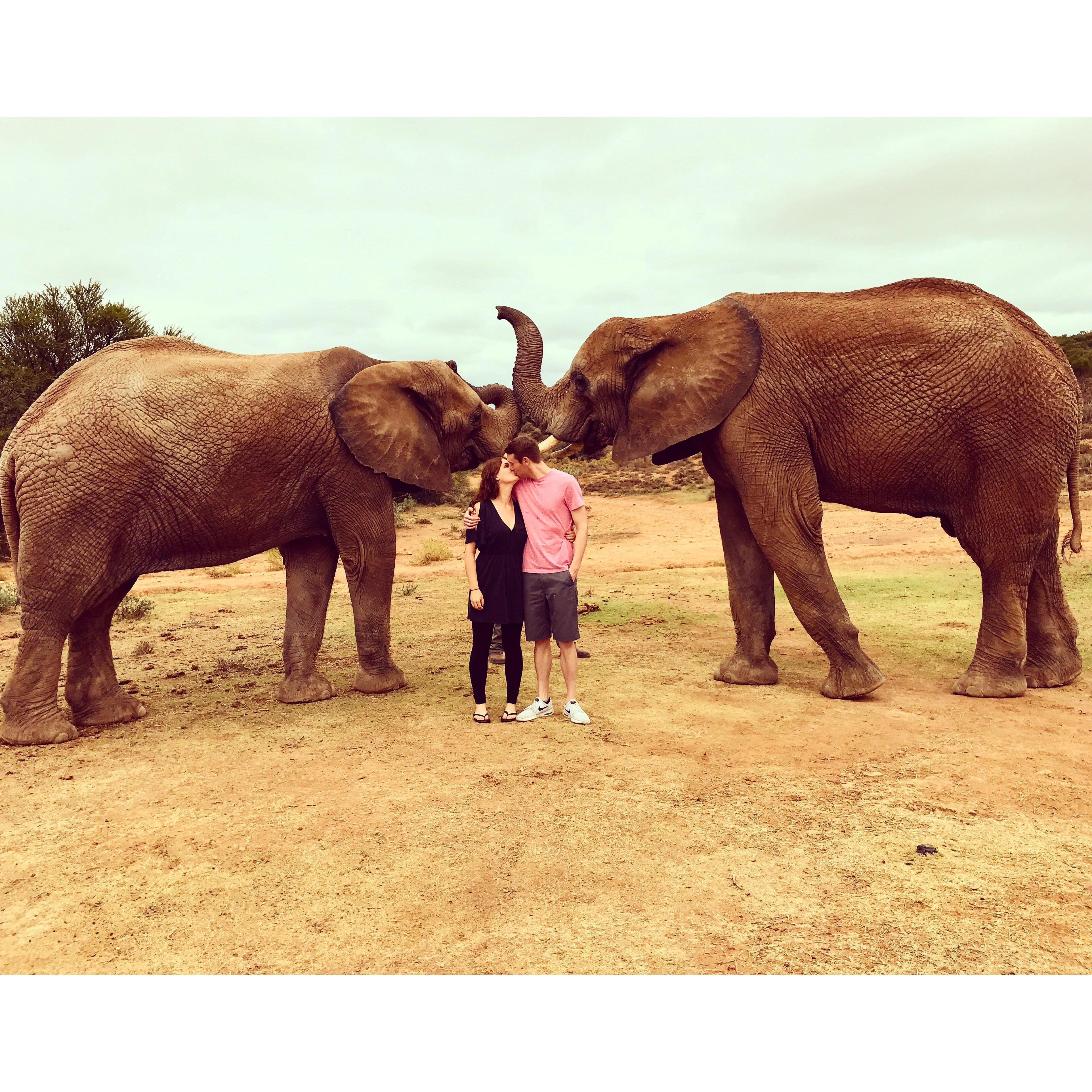 Sharing the love with elephants in South Africa