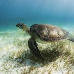 Snorkeling Tour With Sea Turtles