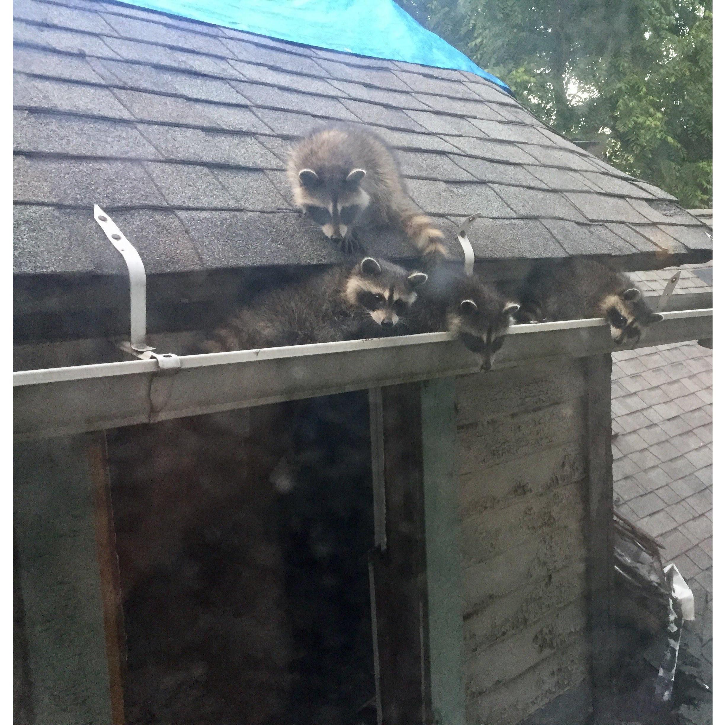 New neighbors!