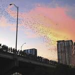 Bats