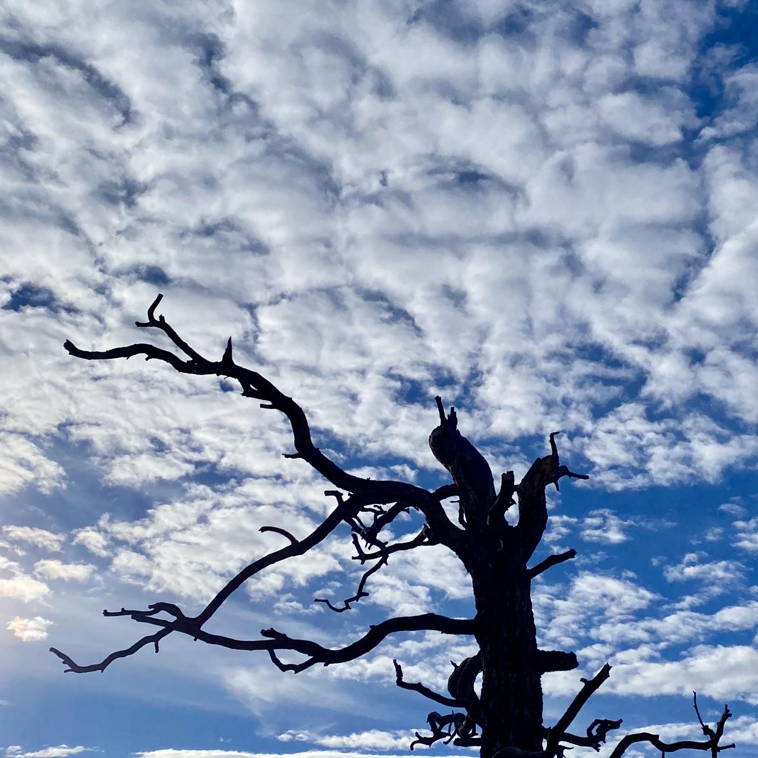 Royal Gorge overlook trail