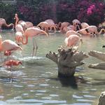 Wildlife World Zoo, Aquarium & Safari Park