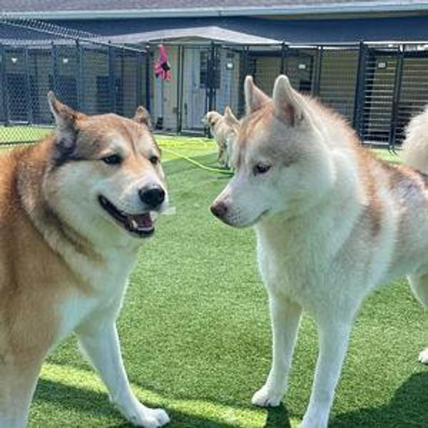 Gus Report Cards & Extra Play Time @ Paradise