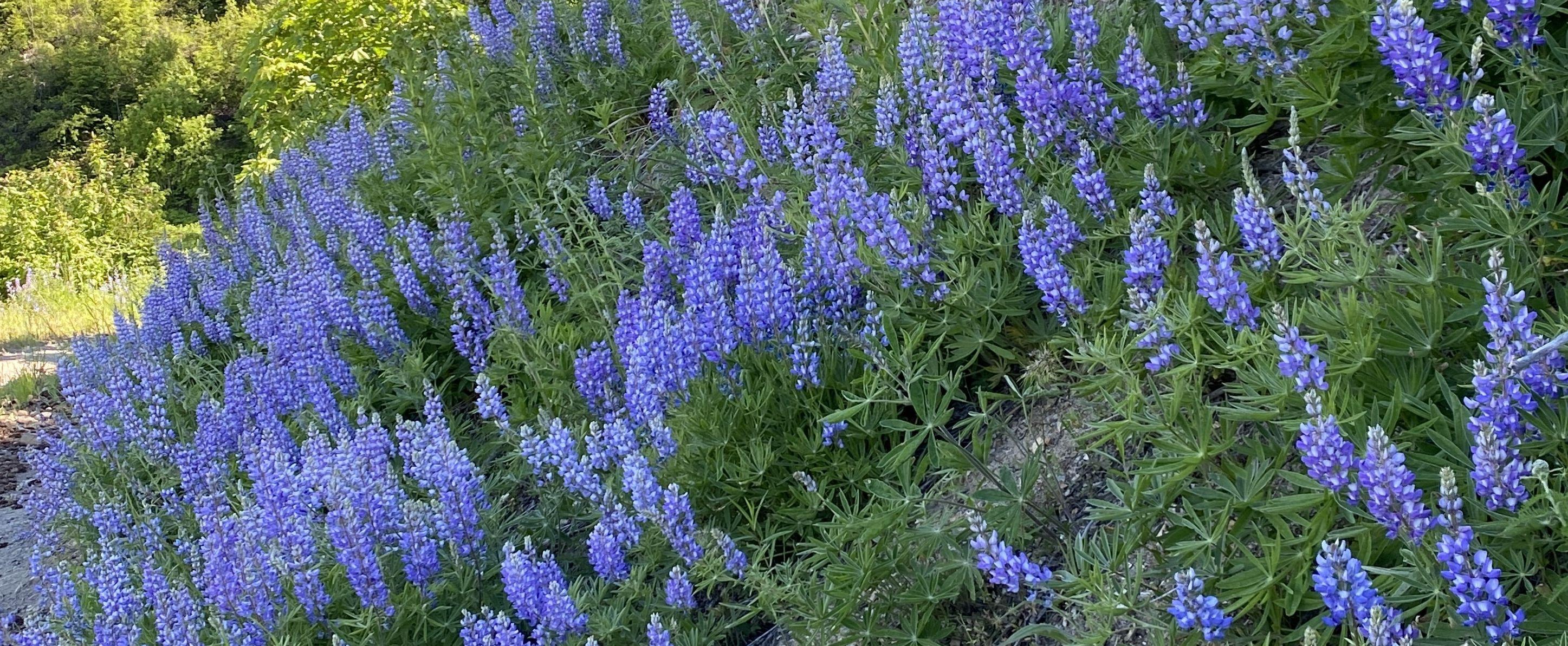 The Wedding Website of Stephanie Ward and Kevin Kay