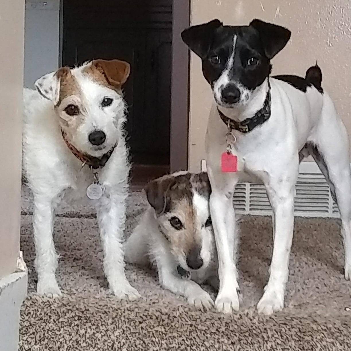 Furbabies