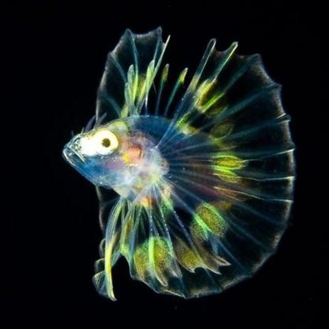 Black Water Night Dive