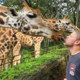 Giraffe Centre