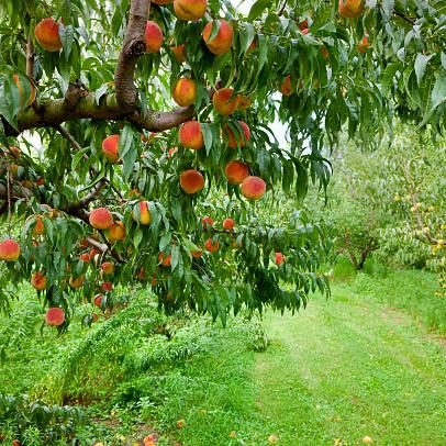 Purchase a Tree for Our Orchard!