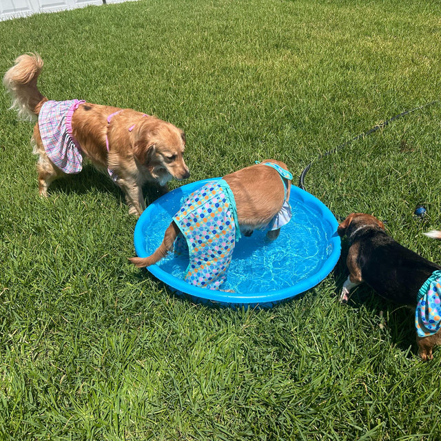Give our dogs a vacation from us