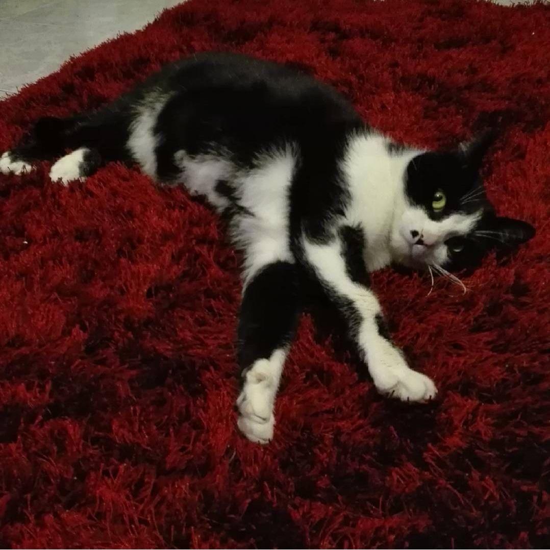 O Pantufas, mais conhecido por "Vigilante", que hoje é uma estrelinha no céu, foi o primeiro gato do Diogo