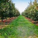 Shihata's Orchard