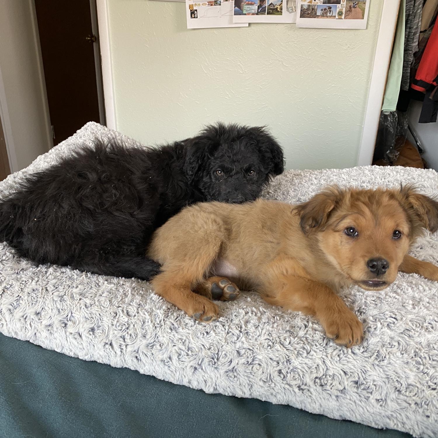 Penny & Brootis