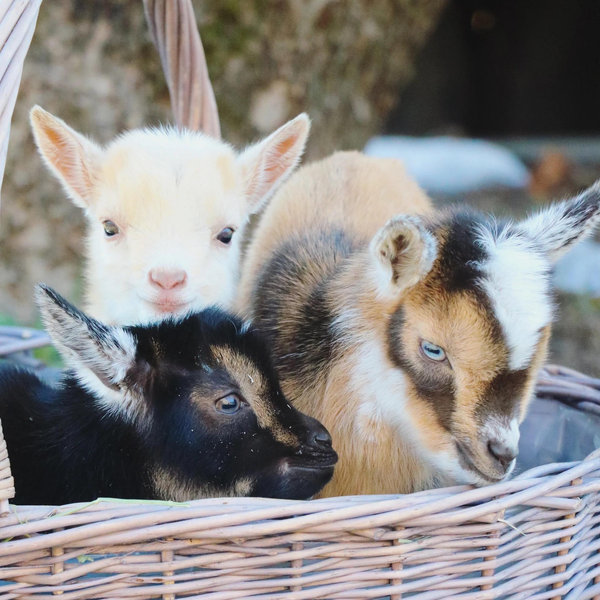 Future Farm Animals: Mini Goats