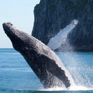 Whale Watching on our Honeymoon
