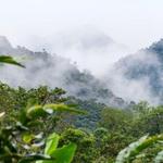 Mindo | Tropical Rainforest