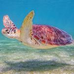 Akumal -Swiming with Turtles