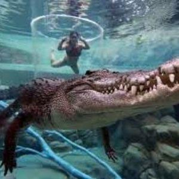 Crocosaurus Cove for 2