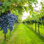 ZincHouse Winery & Brewery