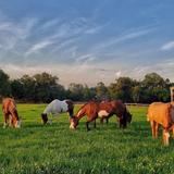 Deep Creek Stables
