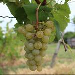 Cayuga Lake Wine Trail