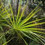 Fontainebleau Nature Trail