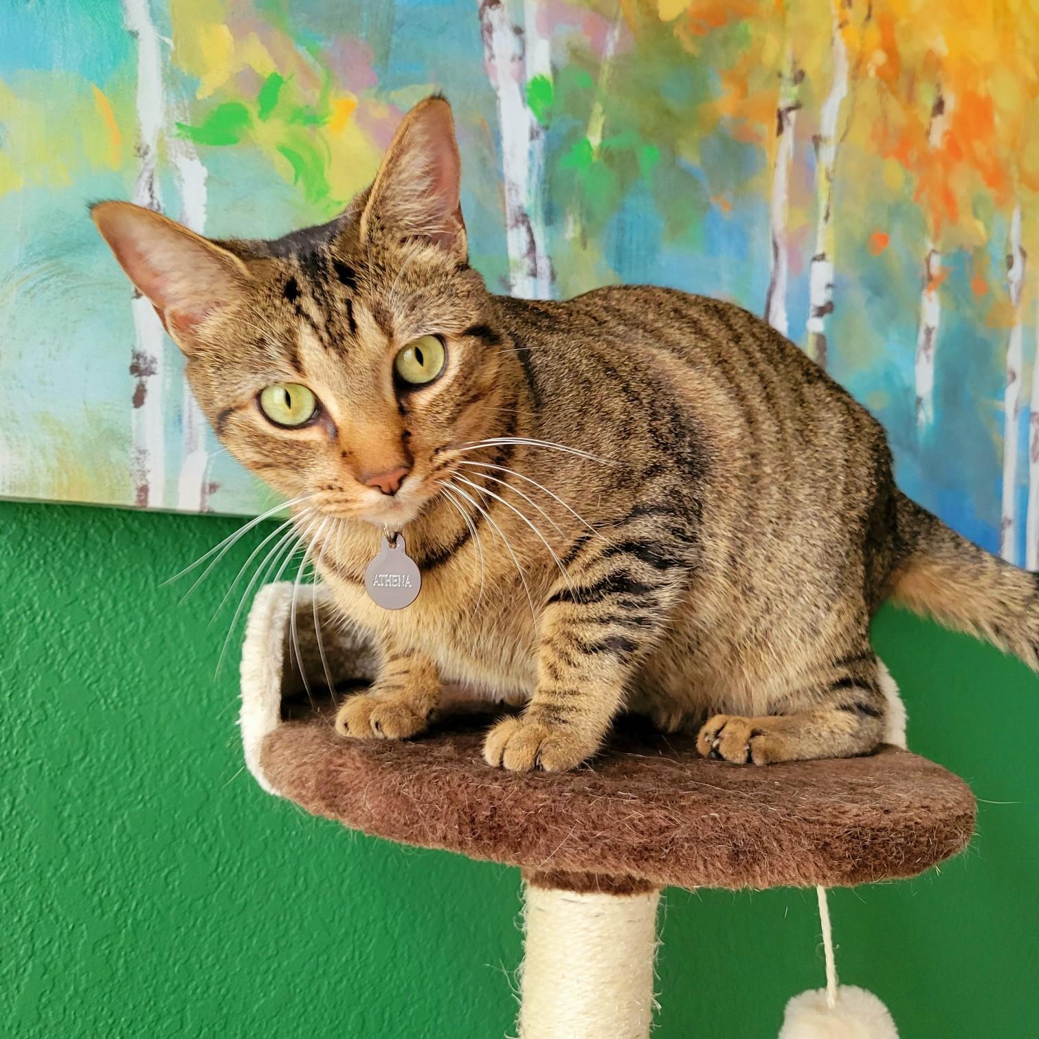 Alex & Haleigh's "Little One" Athena