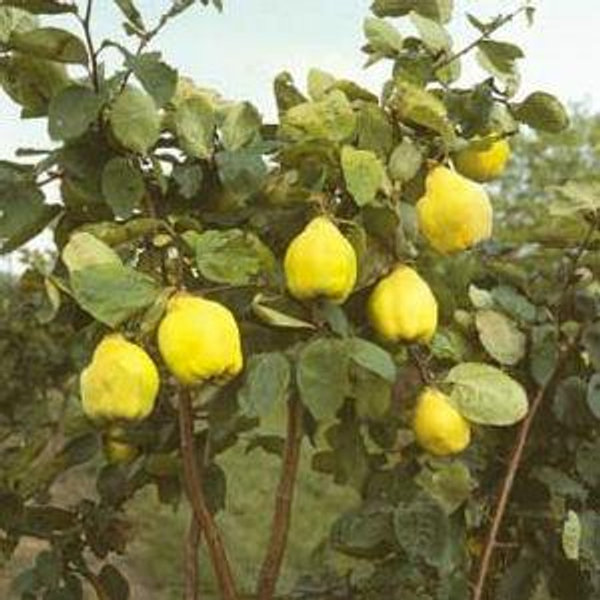 Russian Quince Tree - Mehrabyan Nursery