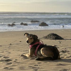 Ellie's Hip Replacement Fund