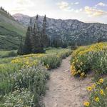 Albion Meadows Trail
