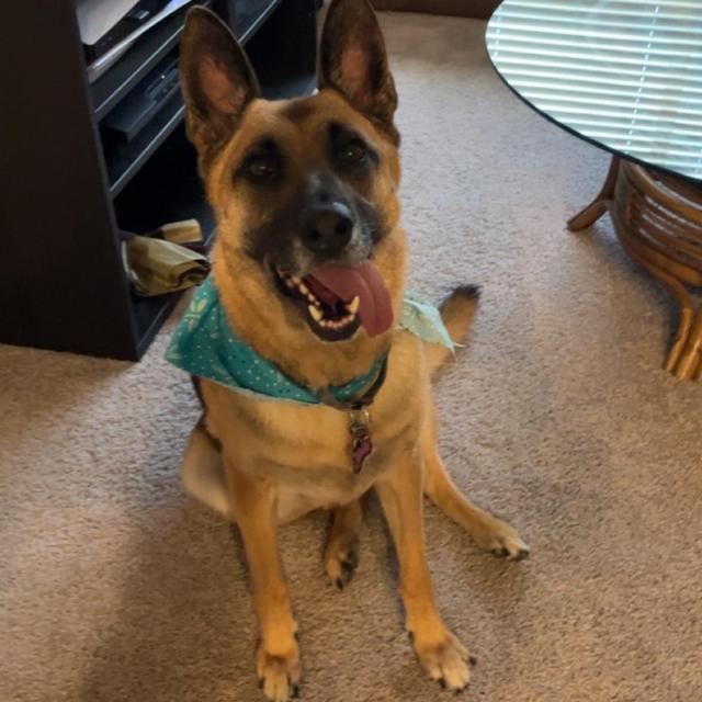 Year's Supply Of Pet Treats/Toys - Venmo