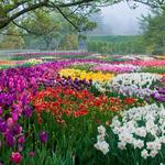 Longwood Gardens