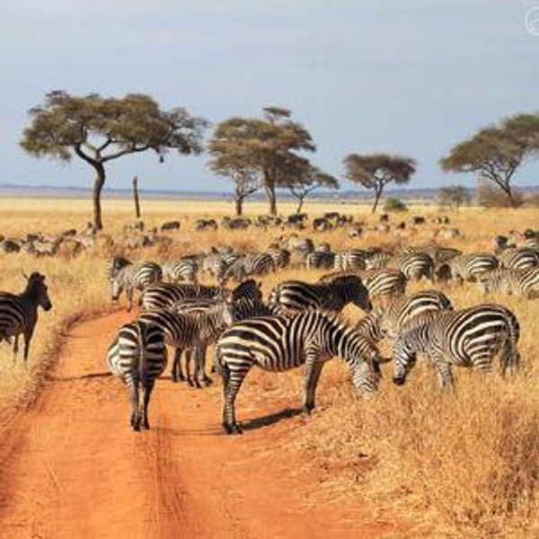 Tarangire National Park