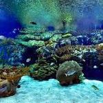 Visit the New England Aquarium