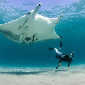 Night Snorkeling with Manta Rays
