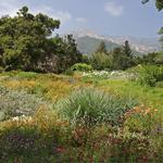 Santa Barbara Botanic Garden