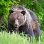 Rocky Mountain Wildlife Park
