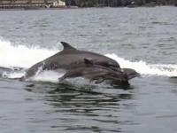 St Pete Dolphin Snorkeling Tour