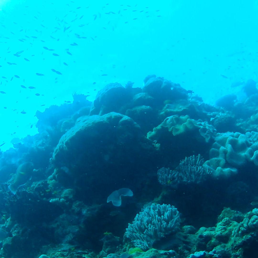 An underwater shot we took while scuba diving the Great Barrier Reef in Australia!