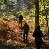 Foraging tour