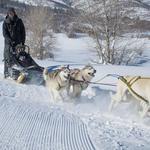 All Seasons Adventures: Dog Sledding, Snowmobiling, and more!