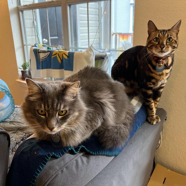 Cat Care Fund
